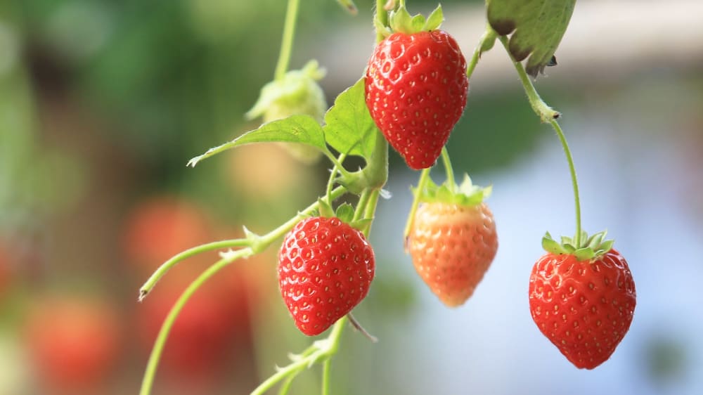 How to grow strawberries Patch Plants